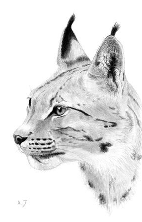 dessins de alexia jacquemoud pendant l'exposition temporaire de noel